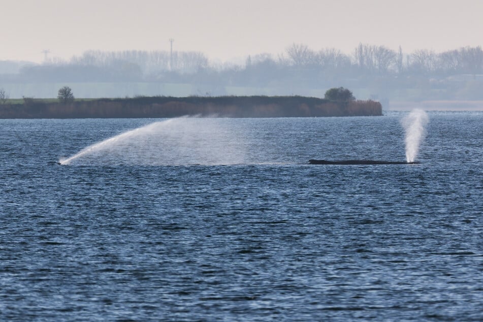 Noch immer liegt der Buckelwal vor der Insel Poel: Ein Sprinkler benetzt die Haut des Tieres weiterhin mit Wasser.