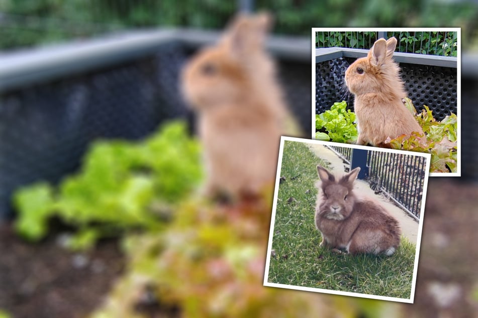 Na hledání partnera! Po ztrátě si Gisbert konečně přeje lepší polovinu.