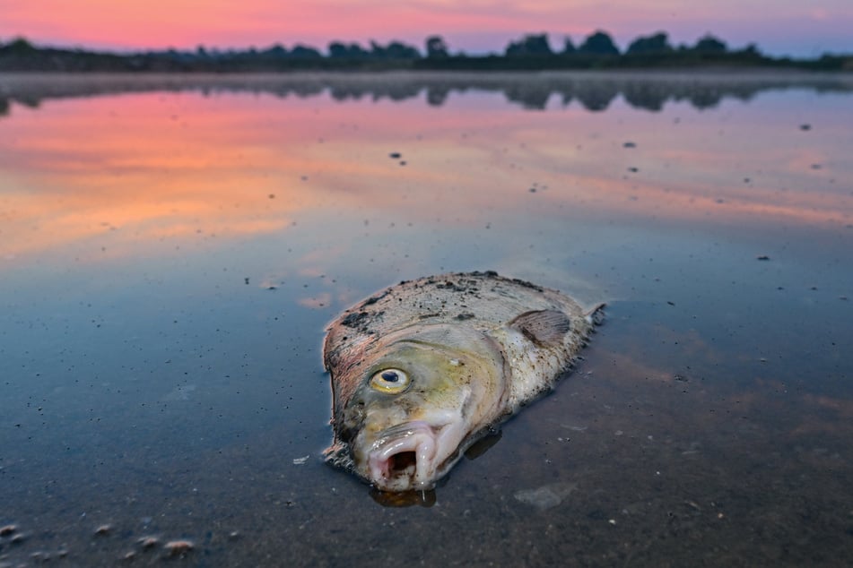 Berlin: Fischsterben in der Oder: Hinweise verdichten sich