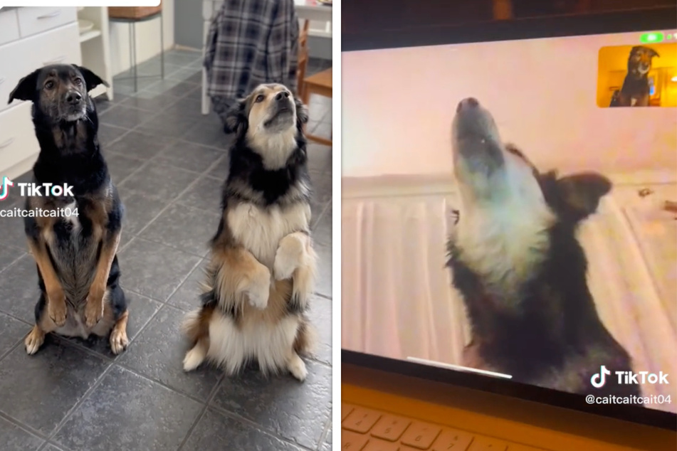 Gesprächige beste Hunde-Freunde tauschen sich lautstark über Videochat aus