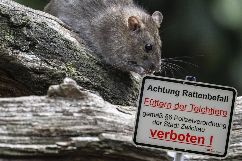 Ungeziefer in Sachsen: Hier herrscht Ratten-Alarm!