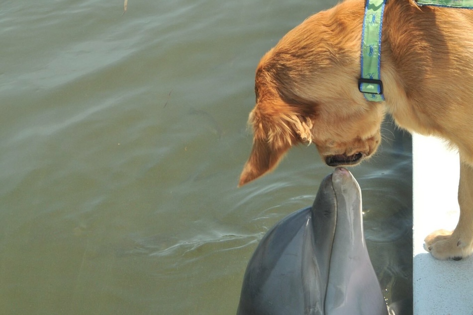 Hund Gunner und Delfin Delta verbindet eine jahrelange Freundschaft.