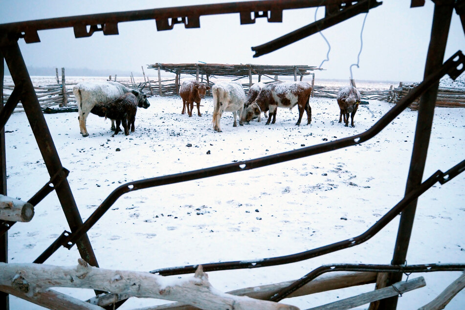 Eine Viehherde in einem eingezäunten Gebiet in der mongolischen Provinz Uvs.