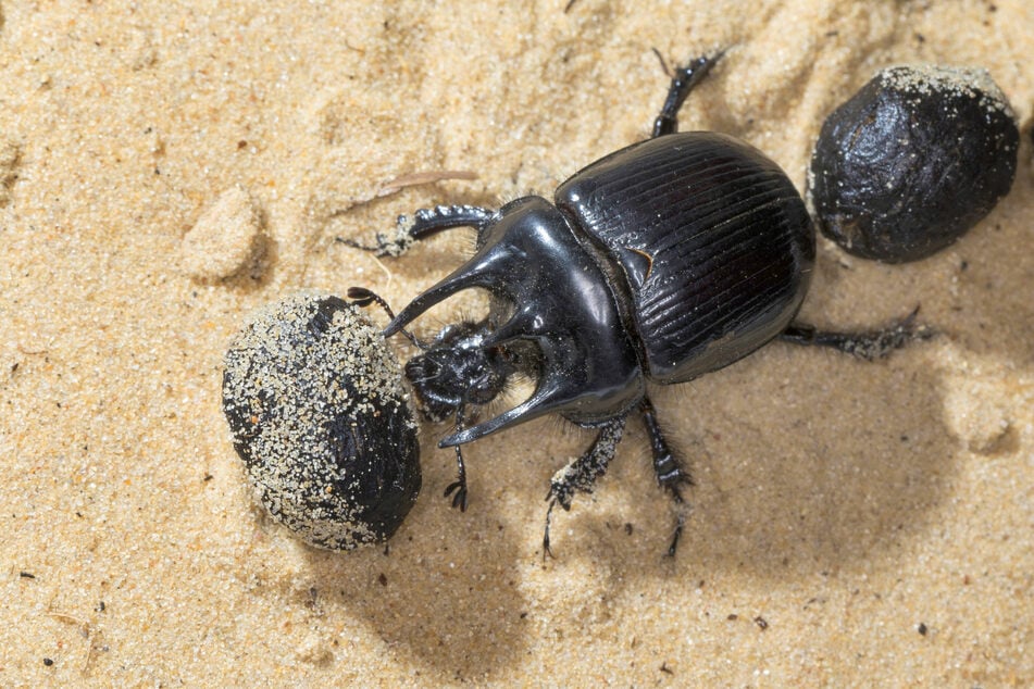 The dung beetle, when compared to its weight, is the strongest animal in the world.