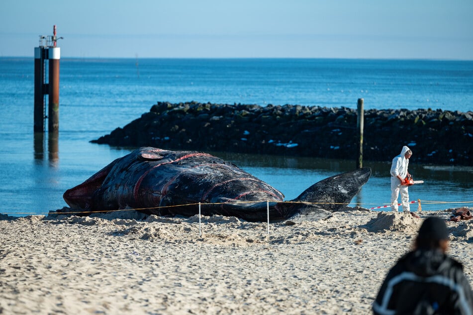 Timo Arp, Schlachter aus Jagel, zerlegt mit einer Motorsäge den Pottwal-Kadaver am Strand von Hörnum. Der rund 14 Meter lange Kadaver war am Wochenende von Muschelfischern gesichert worden.