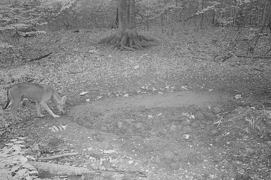 Da kommt er ins Bild geschlichen: Ein Wolf wird im schwäbischen Römerstein von einer Kamera eingefangen.