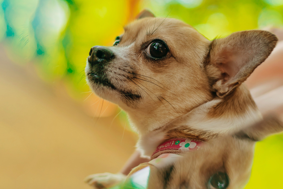 Chihuahuas are quite interesting dogs, but can get pretty loud.