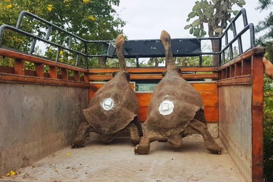 Schildkröte Diego kann nun seinen Ruhestand genießen.