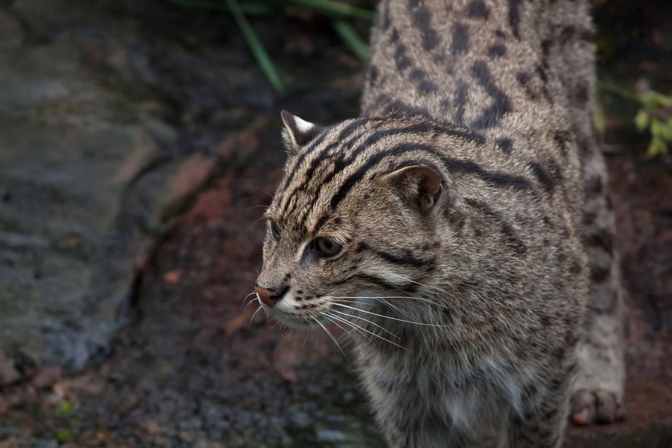 Fischkatzen stammen aus Südasien und leben vorwiegend in Feuchtgebieten. Seit 2016 wird die Fischkatze in der Roten Liste gefährdeter Arten der IUCN geführt. (Archivfoto)