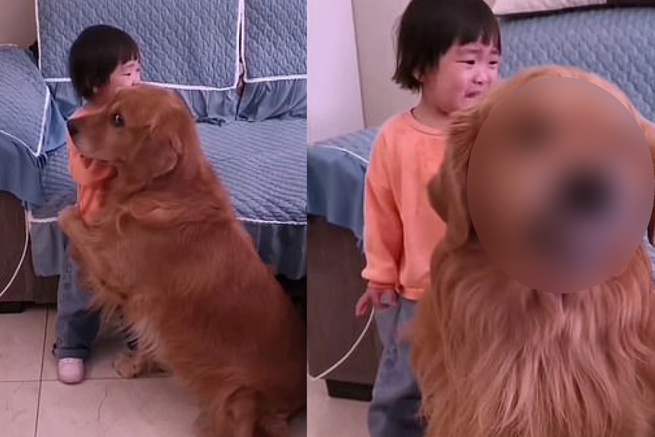 Faithful golden retriever is this girl's paw-tector in chief