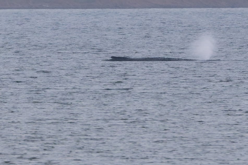 Buckelwal "Timmy" atmet schwächer: Weitere Proteste geplant