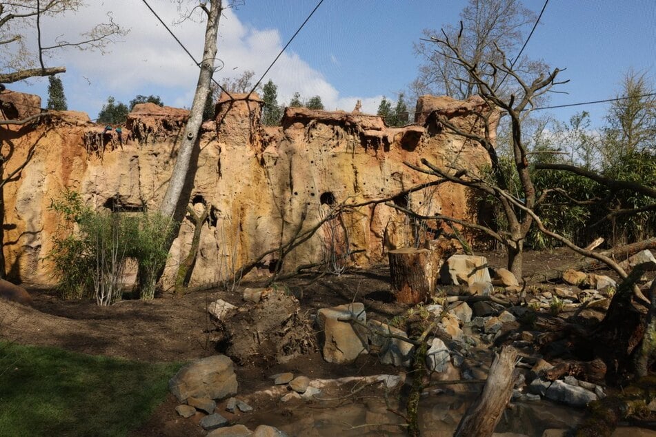 In Amazonien wurde eine große Lehmwand aus dem Amazonasgebiet nachgebildet. In der Natur treffen sich Aras an diesen Orten, um Lehm zu fressen. Warum genau sie das tun, ist nicht abschließend geklärt. Forscher gehen jedoch davon aus, dass der Lehm Giftstoffe bindet und als Mineralienquelle dient.