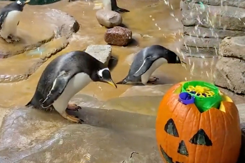 Milwaukee Zoo's penguins got a pumpkin party just in time for spooky season!