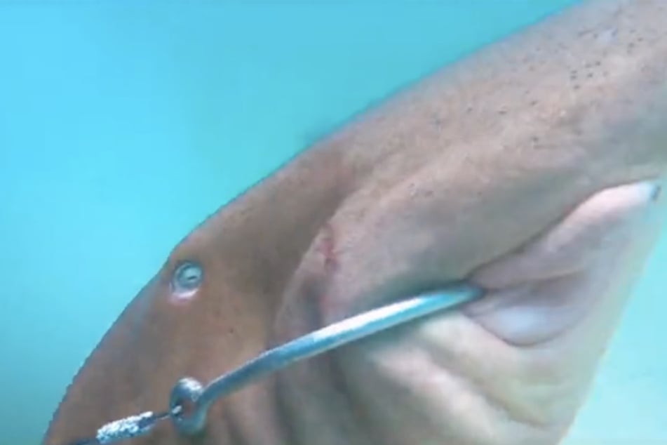 The shark had gotten stuck on a huge hook.
