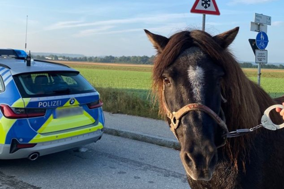 Pony Wotan wurde schließlich eingefangen und in Handschellen abgeführt.