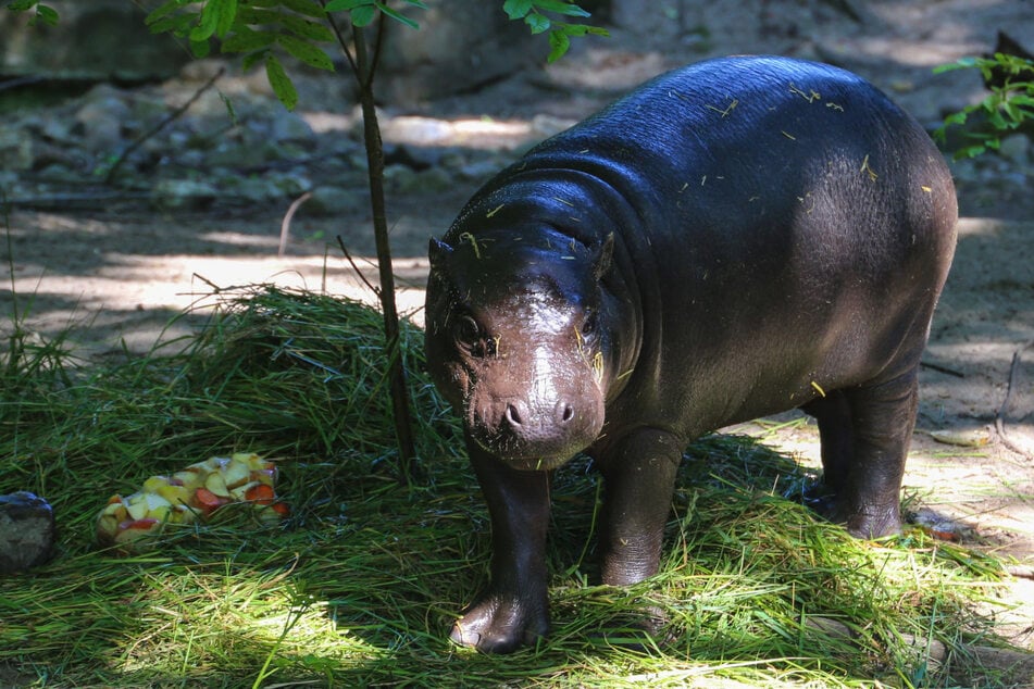 Das Mini-Hippo-Mädchen ist am Dienstag ein Jahr alt geworden.