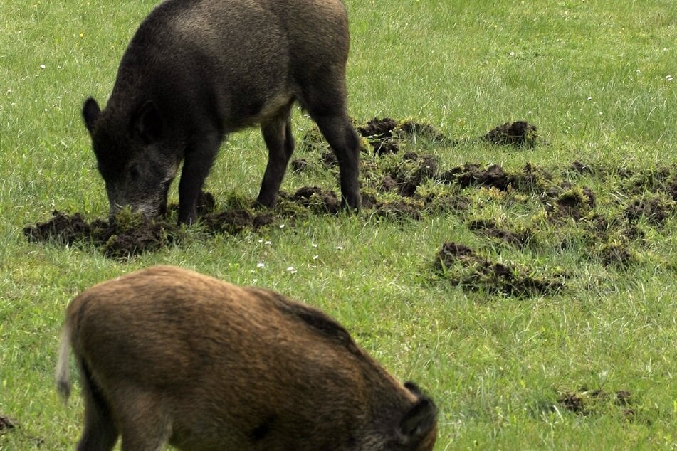 Um Schäden im Rasen oder Gemüsebeet zu verhindern, kann man Wildschweine mit Gerüchen vertreiben.