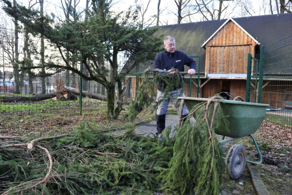 Tierpark-Mitarbeiter Uwe Rühling (60) bereitet das Reisig für die Hirsche vor.