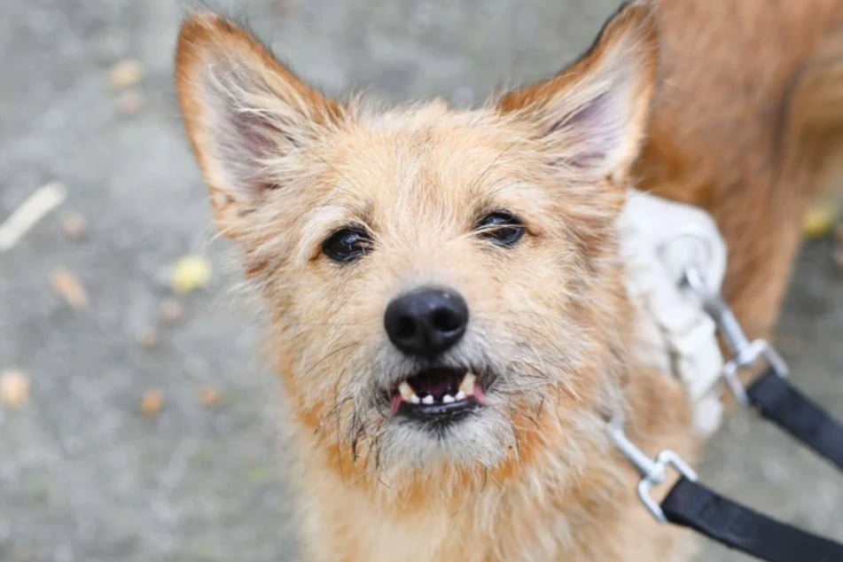 Terrier-Mix Dino (7) del refugio de animales de Berlín es una verdadera bola de energía.