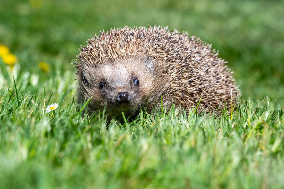 Nach der Winterruhe müssen sich Igel ihr Kampfgewicht wieder auf die Rippen futtern.
