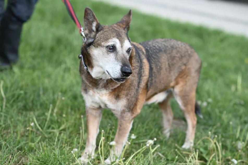 Schäferhund-Mix Dieter ist mit seinen 19 Jahren der Senior im Berliner Tierheim.