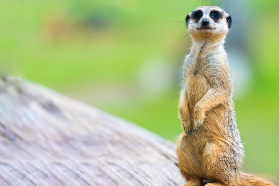Meerkats are adorable and incredibly social animals.