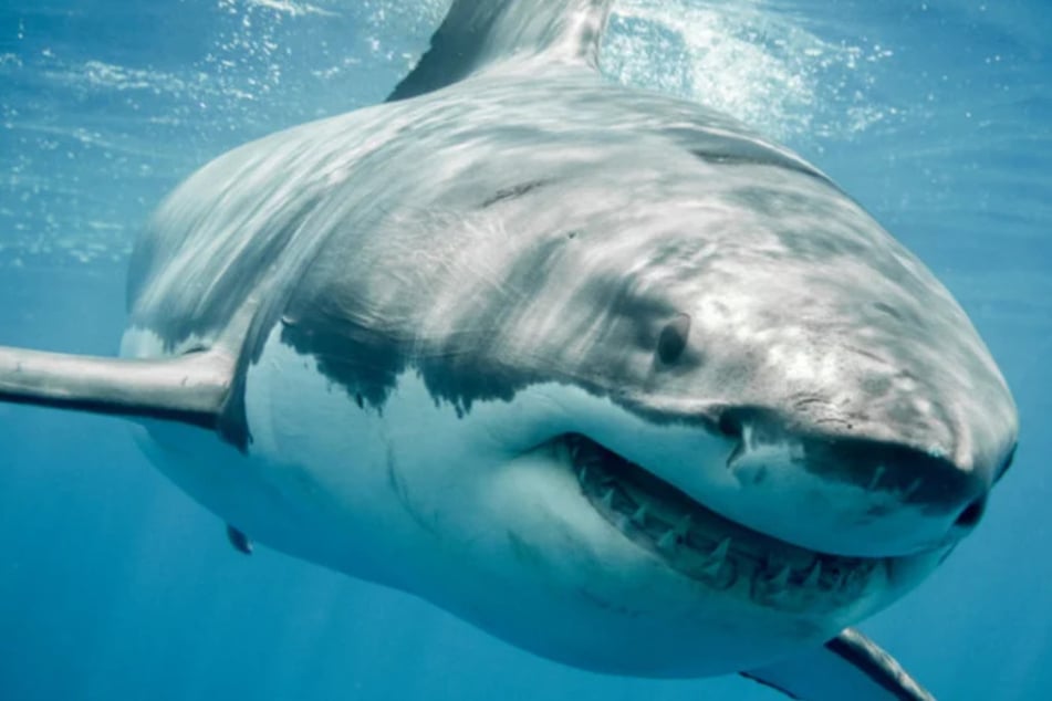 Eine Frau aus Deutschland wurde beim Segeln von einem Hai angegriffen. (Symbolbild)