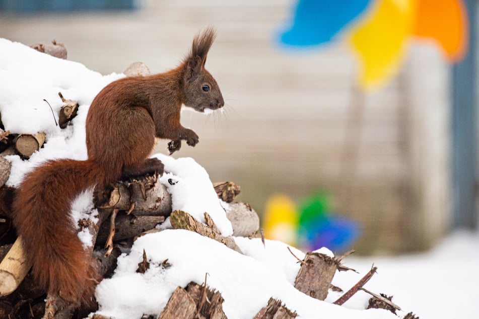 Eichhörnchen halten keinen Winterschlaf, sondern nur Winterruhe.