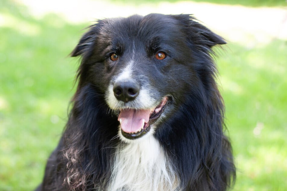 Der achtjährige Border Collie wurde nach der Filmlegende Alain Delon benannt.