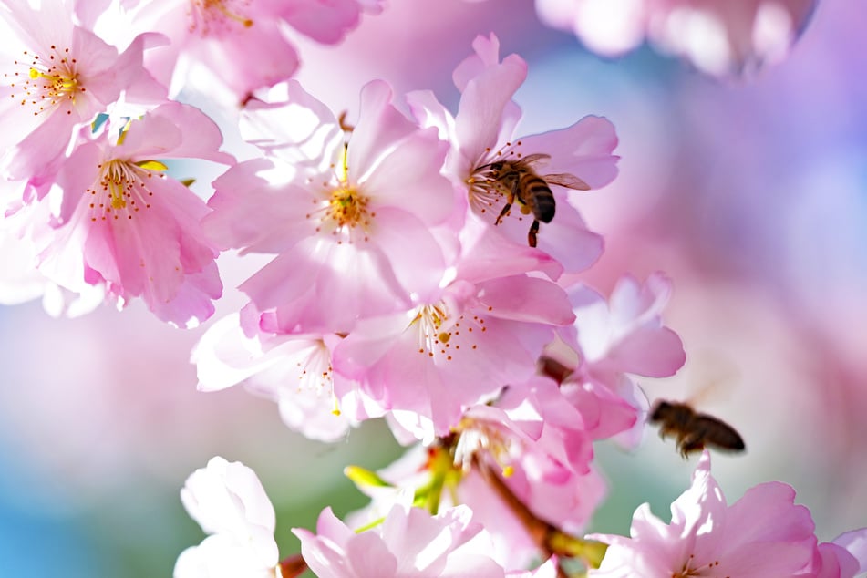 Frühlings-Feeling in NRW: Bis zu 21 Grad und viel Sonne