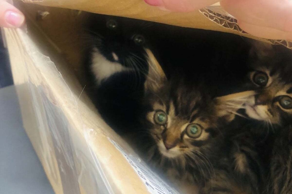 Three kittens were found in a cardboard box that was tapped shut and set on top of a trash can!