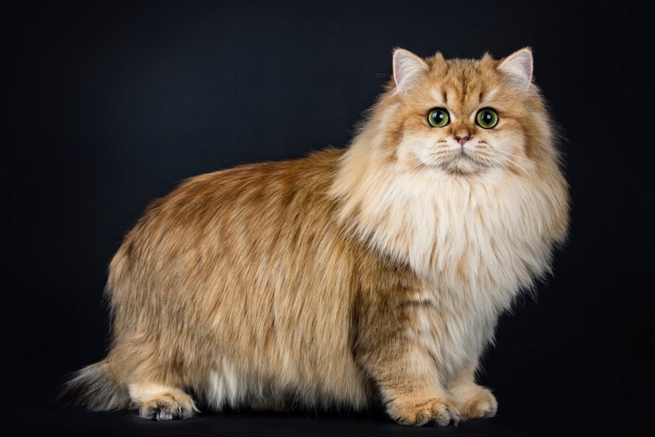 The British longhair has the mane of a lion.