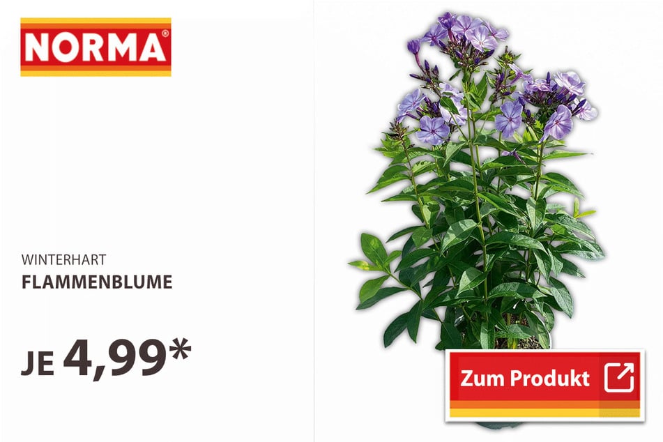 Flammenblume