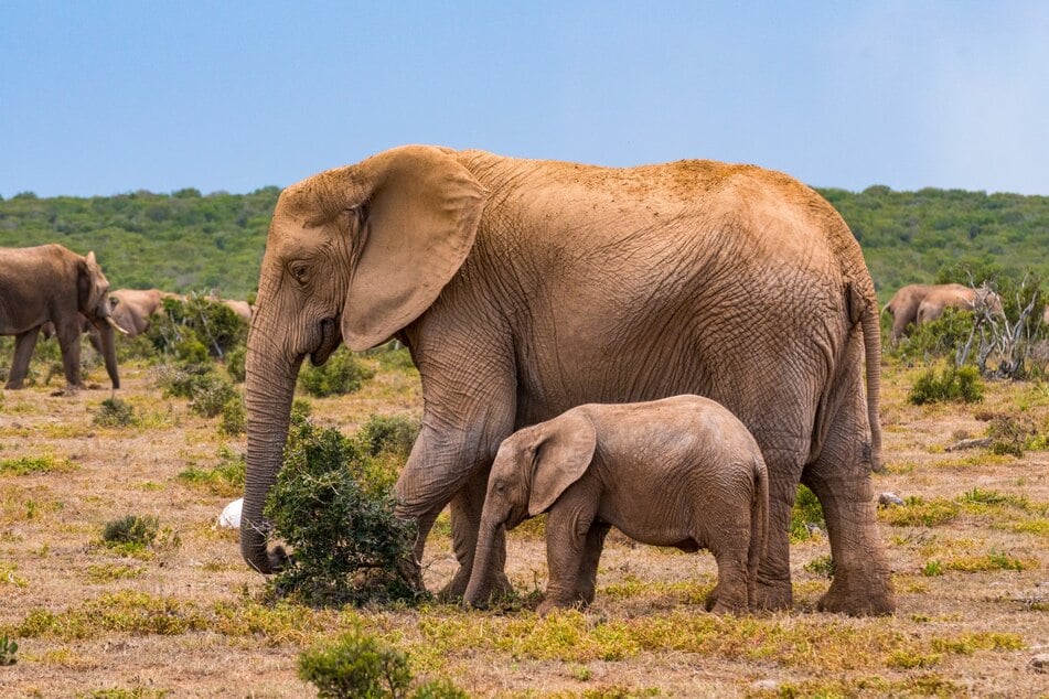 Elefanten sind wahre Orientierungsmeister. Sie finden Wege immer wieder, auch wenn sie erst einmal vorbeigekommen sind.