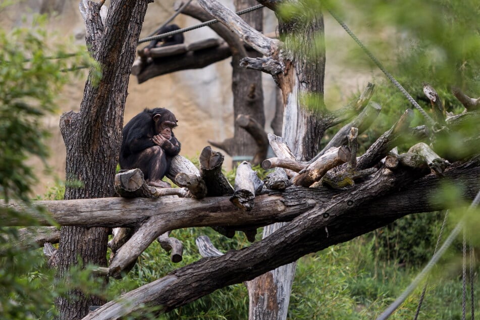 Trotz des frischen Windes verbringen zwei Schimpansen lieber noch mehr Zeit draußen. (Archivfoto)