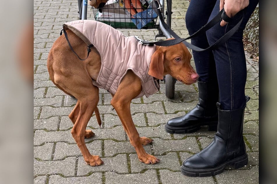 Mit diesem Foto wurde der Zustand von Bella gemeldet. Die Hündin zeigt eine gekrümmte Haltung, die auf starke Schmerzen schließen lässt.