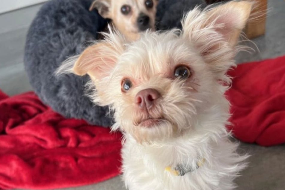Bella wurde zusammen mit zwei weiteren Hunden aus schlechter Haltung gerettet.