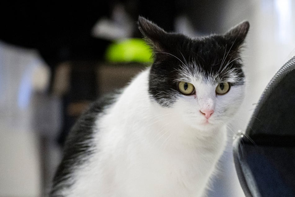 Schwarzfahrerin Shila erneut erwischt, jetzt sucht sie ein neues Zuhause