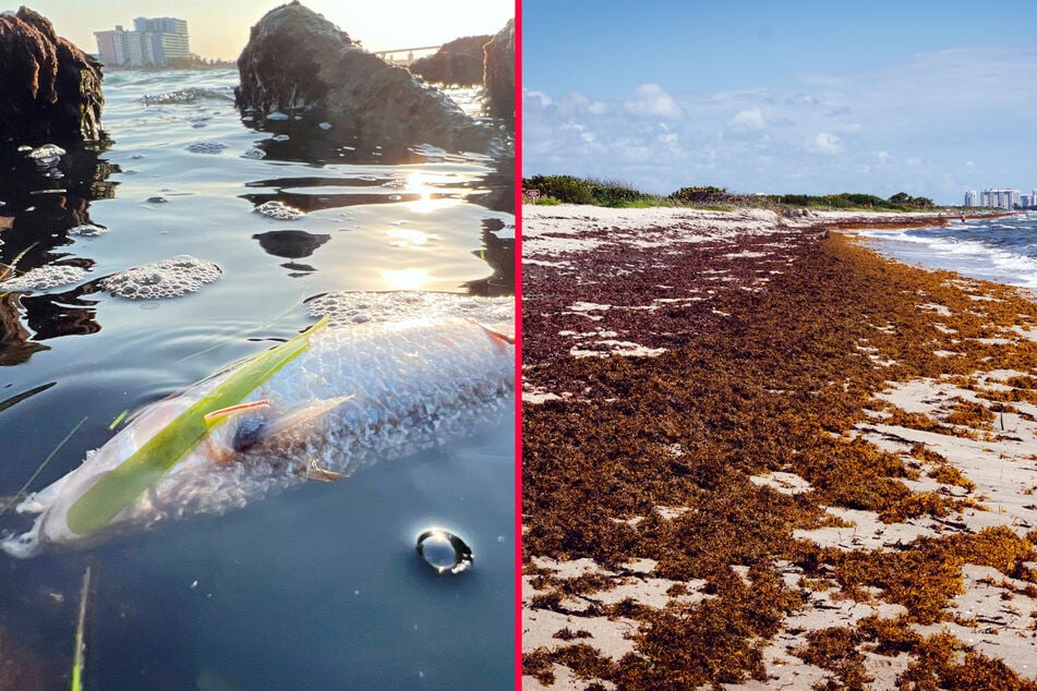 Florida's toxic red tide algae sounds alarm as Governor Ron DeSantis urged to declare emergency