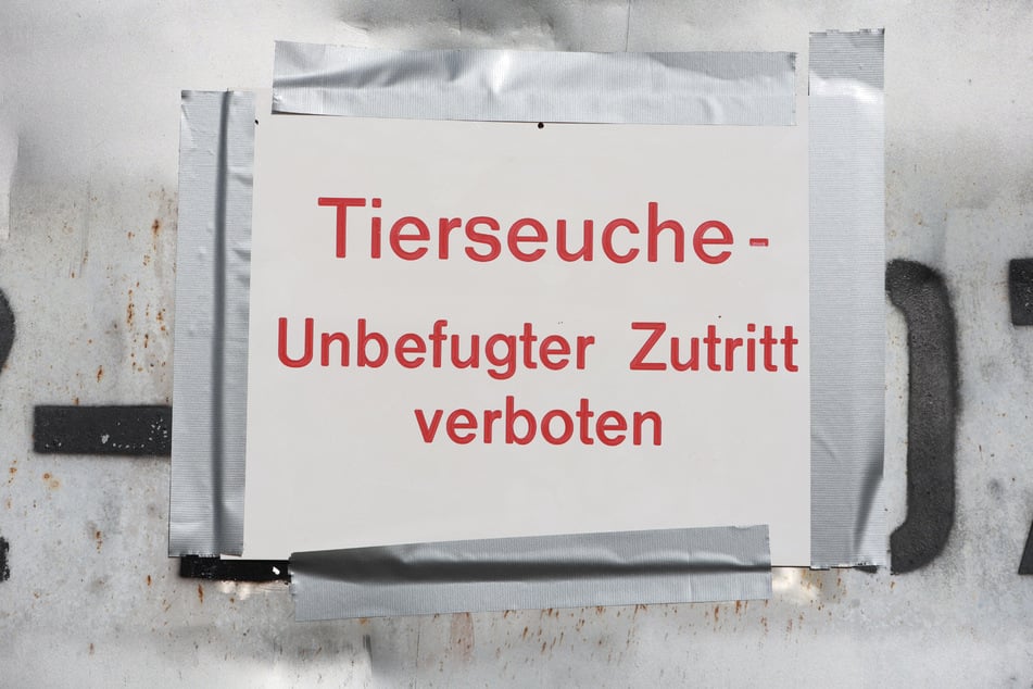 Die Tiere müssten nun in geschlossenen Ställen oder anderen Vorrichtungen untergebracht werden. (Symbolbild)