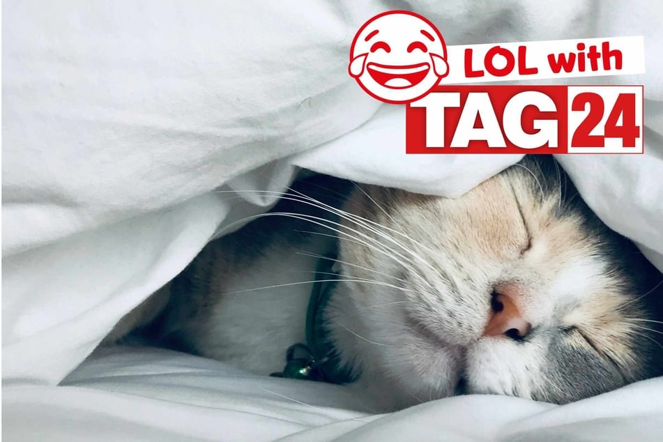 Joke of the Day for November 29, 2025: A cat funny for Caturday.