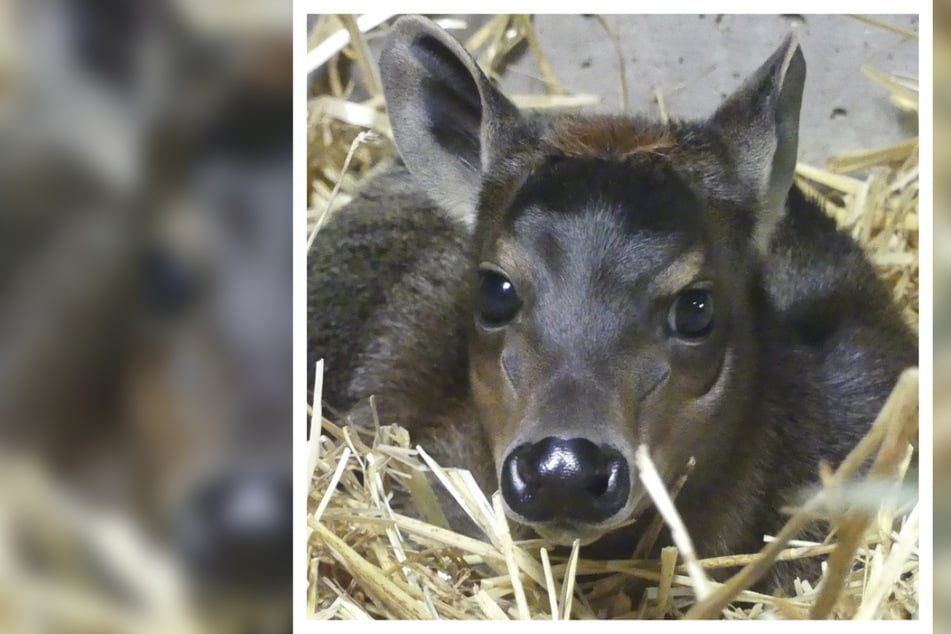 Frankfurt: Seltener Nachwuchs im Frankfurter Zoo: Erstes Jungtier dieser Art seit 54 Jahren!