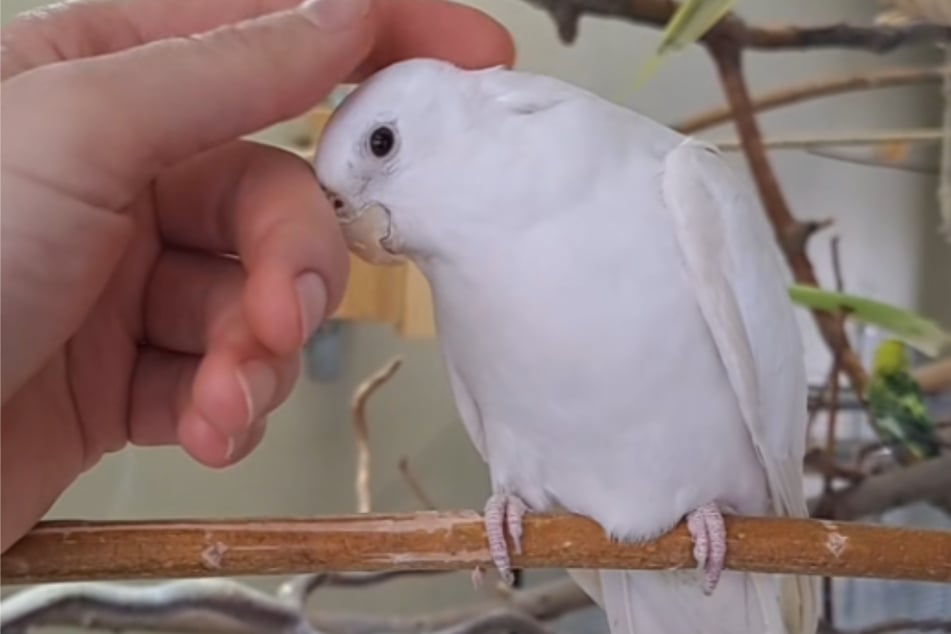 Die ersten Jahre seines Lebens verbrachte Jay-Jay in Einsamkeit.