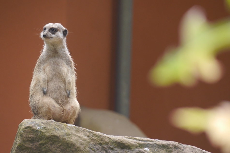 Hinter den Erdmännchen des Magdeburger Zoos können Jung und Alt lernen, warum Vielfalt in der Natur so wichtig ist und was man tun kann, um sie zu erhalten.