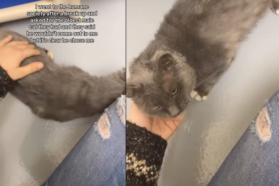Nach einem schweren Schicksalsschlag adoptierte eine US-Amerikanerin die älteste Katze aus einem Tierheim.
