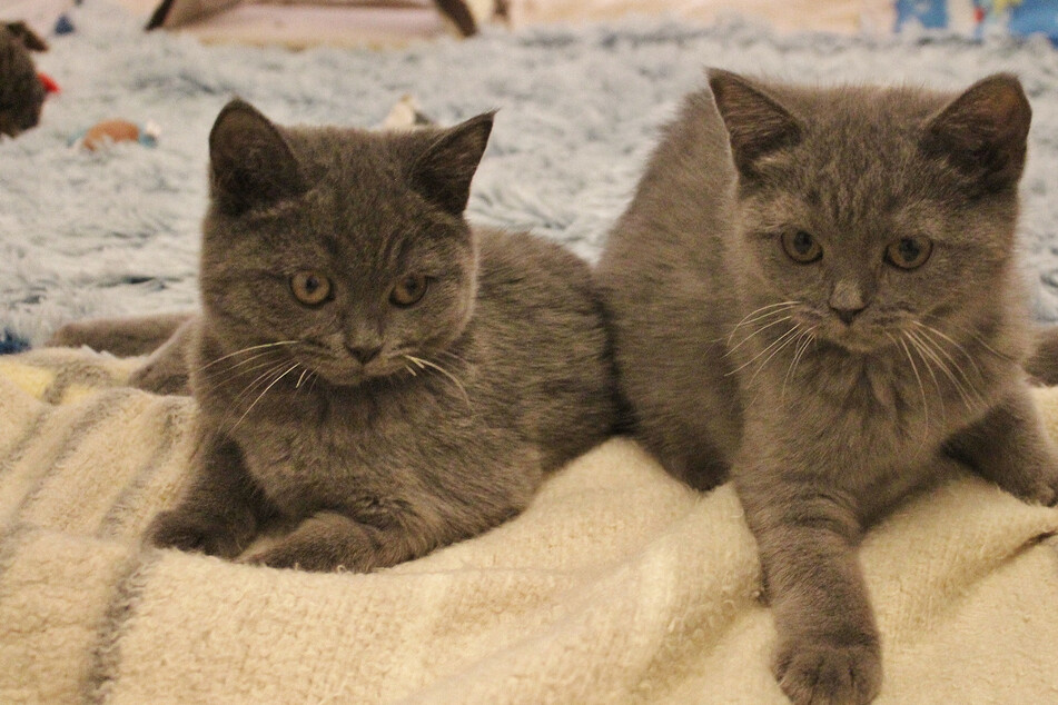Kätzchen wegen seltener Krankheit im Tierheim abgegeben: Finden sie nun endlich ihr Glück?