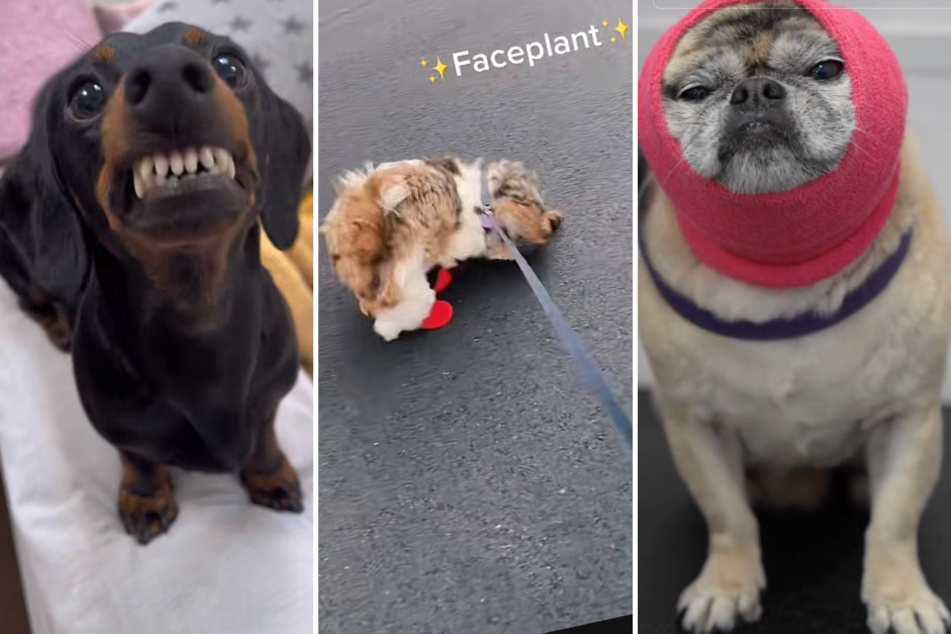 Dogs can be some of the silliest creatures! Check out these hilarious furry companions we saw this week on TikTok.
