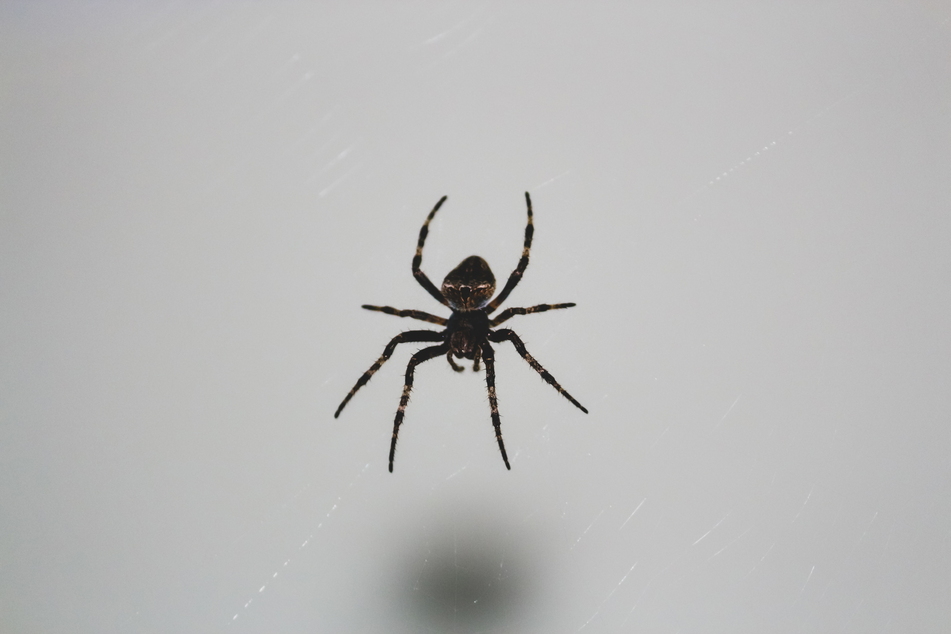 Offenbar war die Spinne die Ursache für den Unfall.