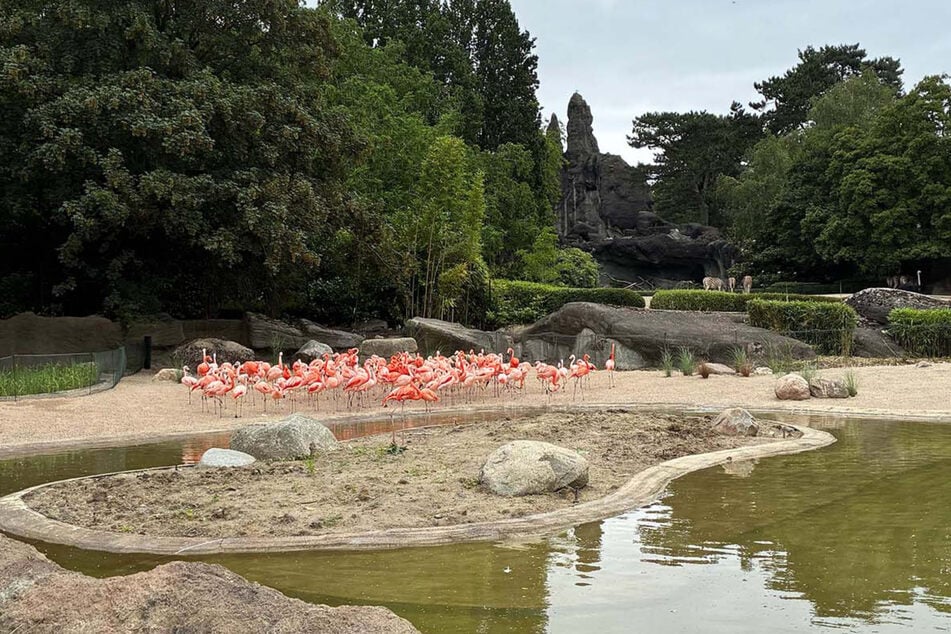 Die Flamingos sind zurück in ihrem modernisierten Außengehege.