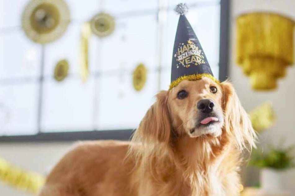 Fur-fill your pet's New Year's resolutions with these Chewy finds